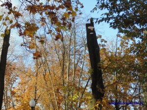 DSC02509 (1)